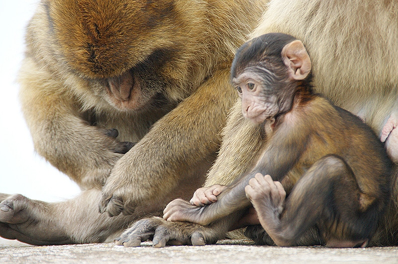 Gibraltar - Opičí rodinka