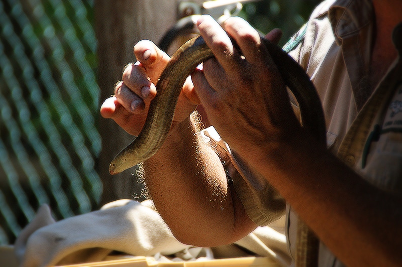 Ukázka hada na Tamiami Trail