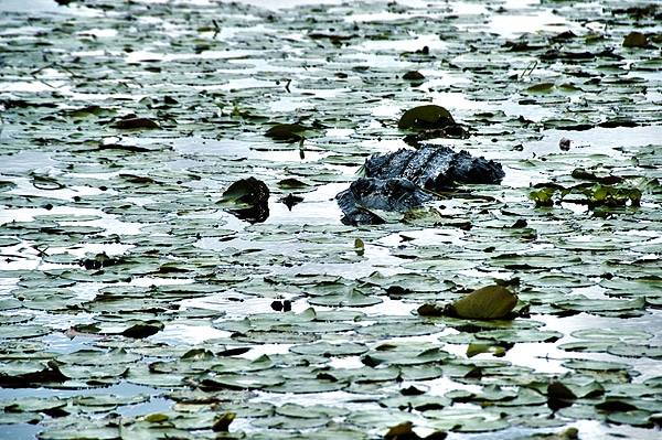 Projížďka kanoí po jezeře Myakka - skrytá hrozba