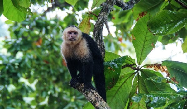 Cestopis Kostarika - Manuel Antonio