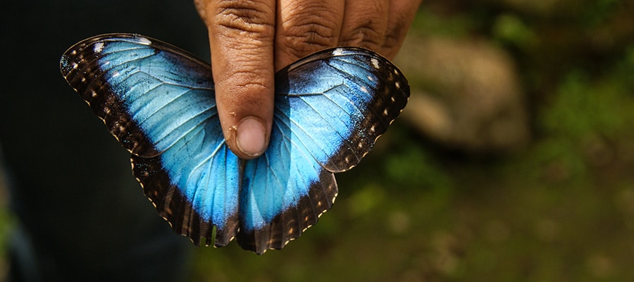Kostarika-La-Fortuna-Motyl