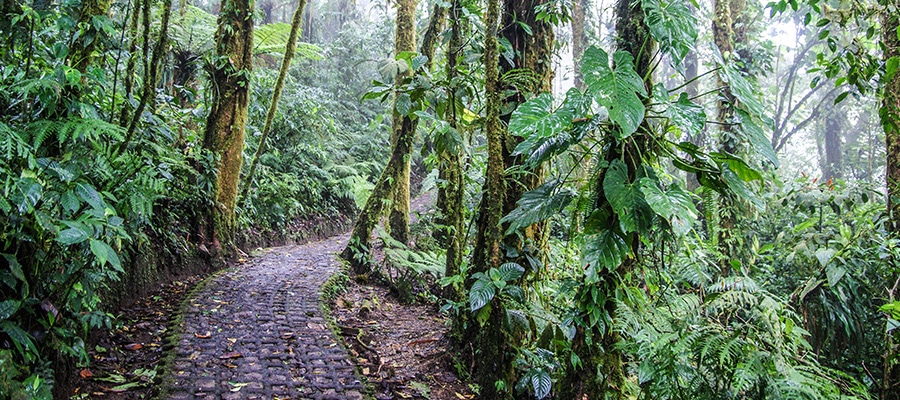 Cestopis Kostarika - Cestička v deštném pralese Monteverde