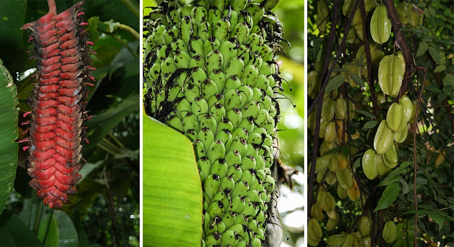 Kostarika - Puerto Viejo - Zázvor, banánovníky, karambola - to vše potkáte při prohlídce čokoládové farmy