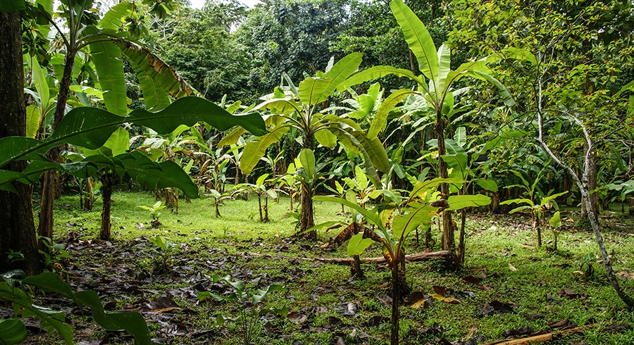 Květy kakaovníku opyluje pouze jeden druh hmyzu a má na to pouze 2 dny v roce, kdy jsou květy rozvinuté