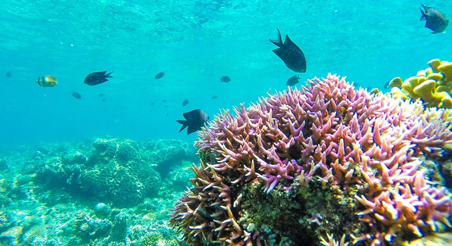 Filipíny - Mindoro - Šnorchlování v Coral Garden