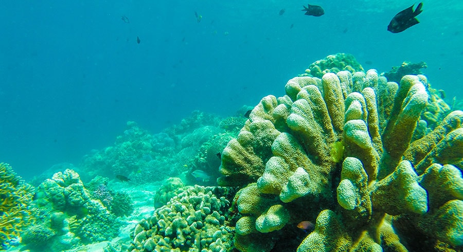 Filipíny - Mindoro - Šnorchlování v Coral Garden