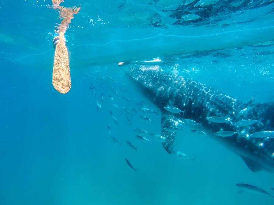 Cestopis Filipíny - Oslob - Žraloci obrovští