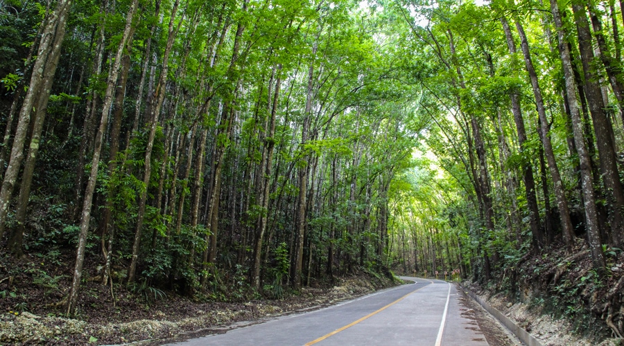 Filipíny - Bohol - Man Made Forest