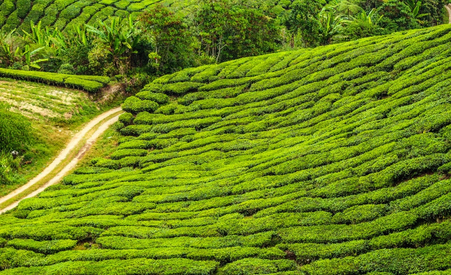 Cestopis Malajsie - Cameron Highlands - Boh Tea