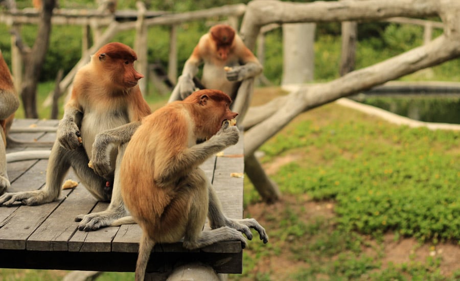 Cestopis Borneo - Proboscis Monkey Sanctuary