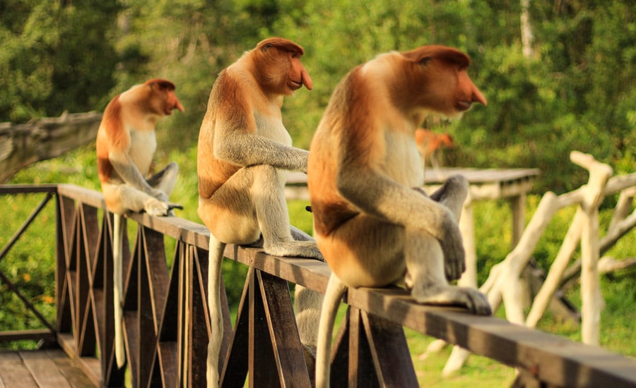 Cestopis Borneo - Proboscis Monkey Sanctuary
