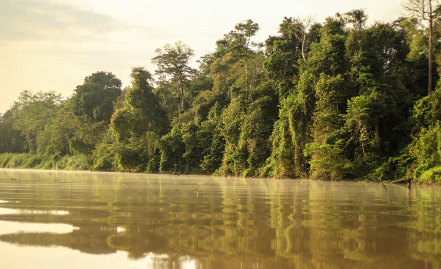 Cestopis Borneo - Kinabatangan River