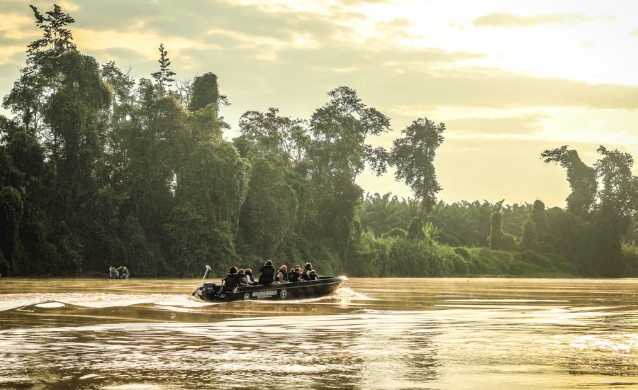 Cestopis Borneo - Kinabatangan River