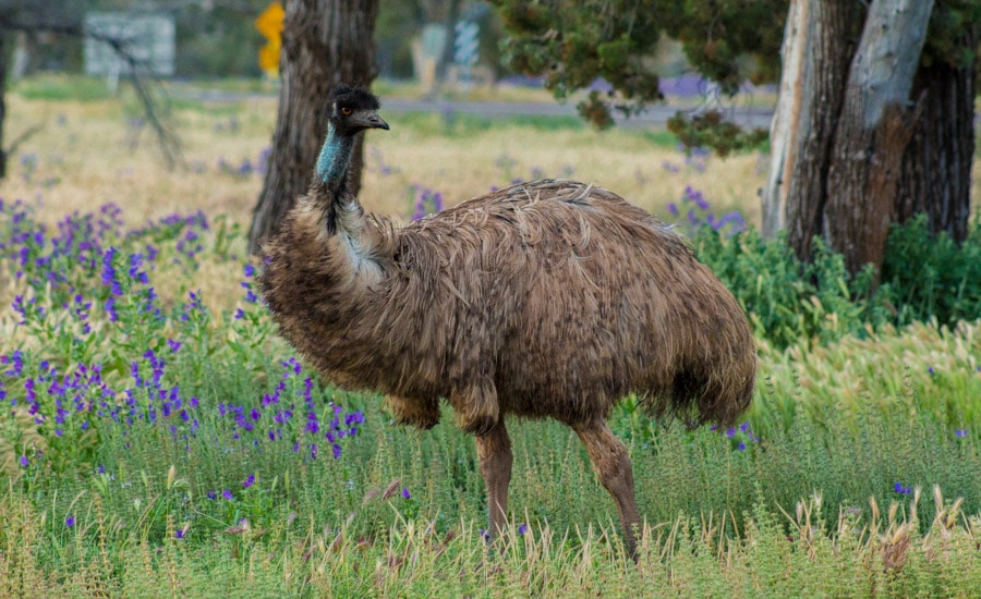 Cestopis Austrálie - Flinders Ranges - Emu