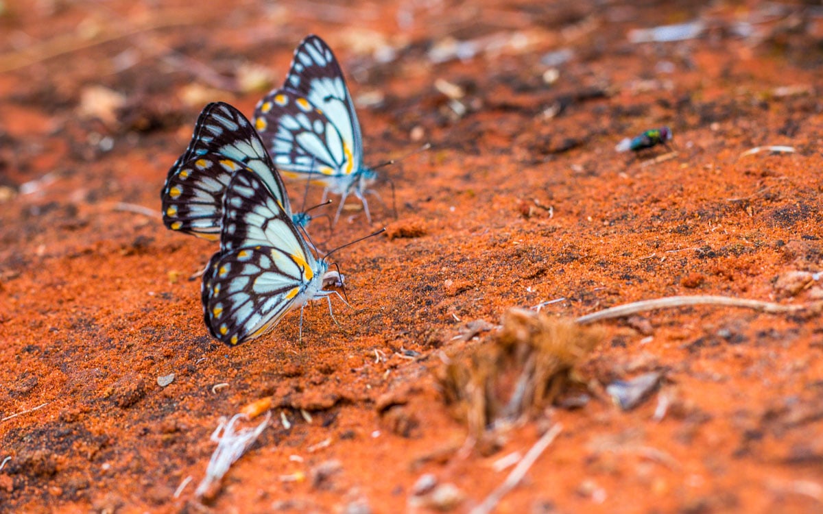 Cestopis Austrálie - Alice Springs